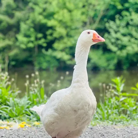Des Oies, Private شاليه